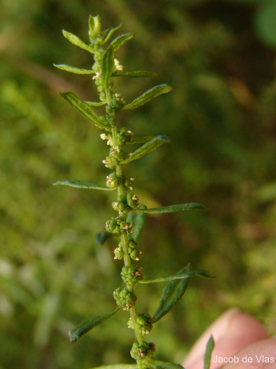 Dysphania ambrosioides (L.) Mosyakin & Clemants